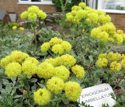 Eriogonum umbellatum